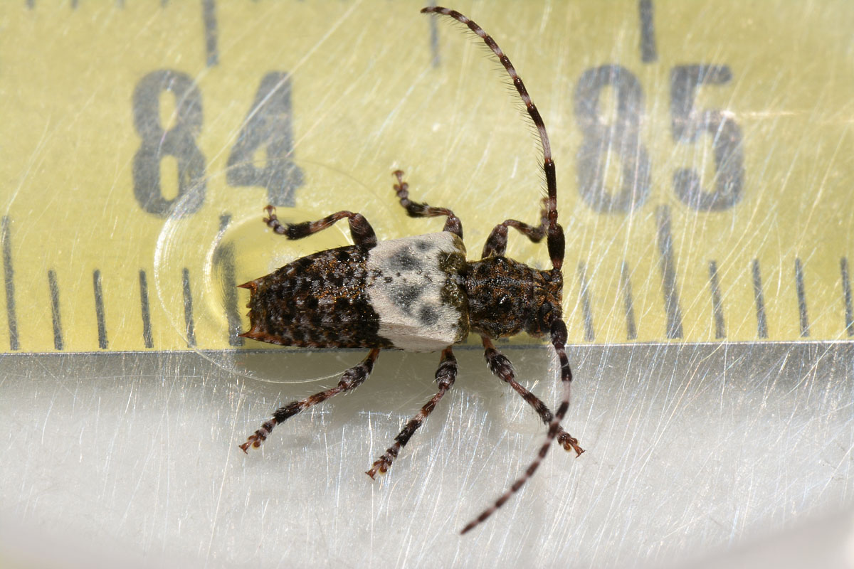 Cerambycidae: Pogonocherus hispidulus
